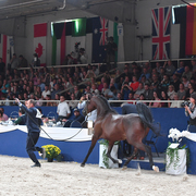 Mares 7-10: Wieza Marc'a 