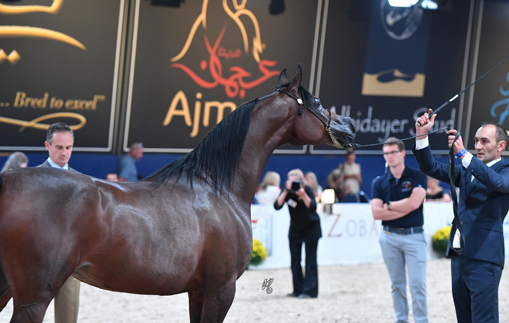 Mares 7-10: Wieza Marc'a 