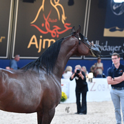 Mares 7-10: Wieza Marc'a 