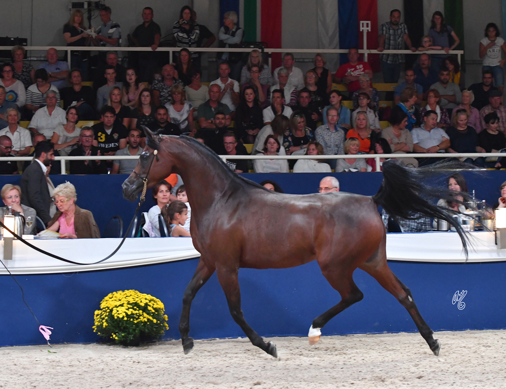 Mares 7-10: Wieza Marc'a 