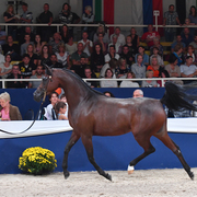 Mares 7-10: Wieza Marc'a 