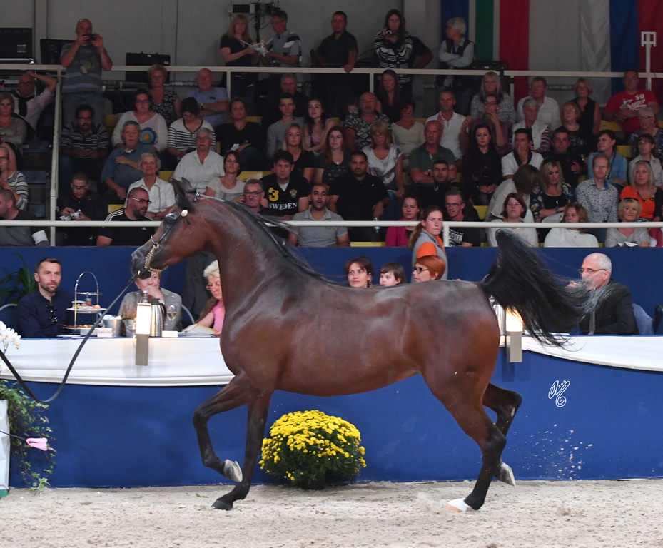 Mares 7-10: Wieza Marc'a 