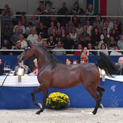 Mares 7-10: Wieza Marc'a 