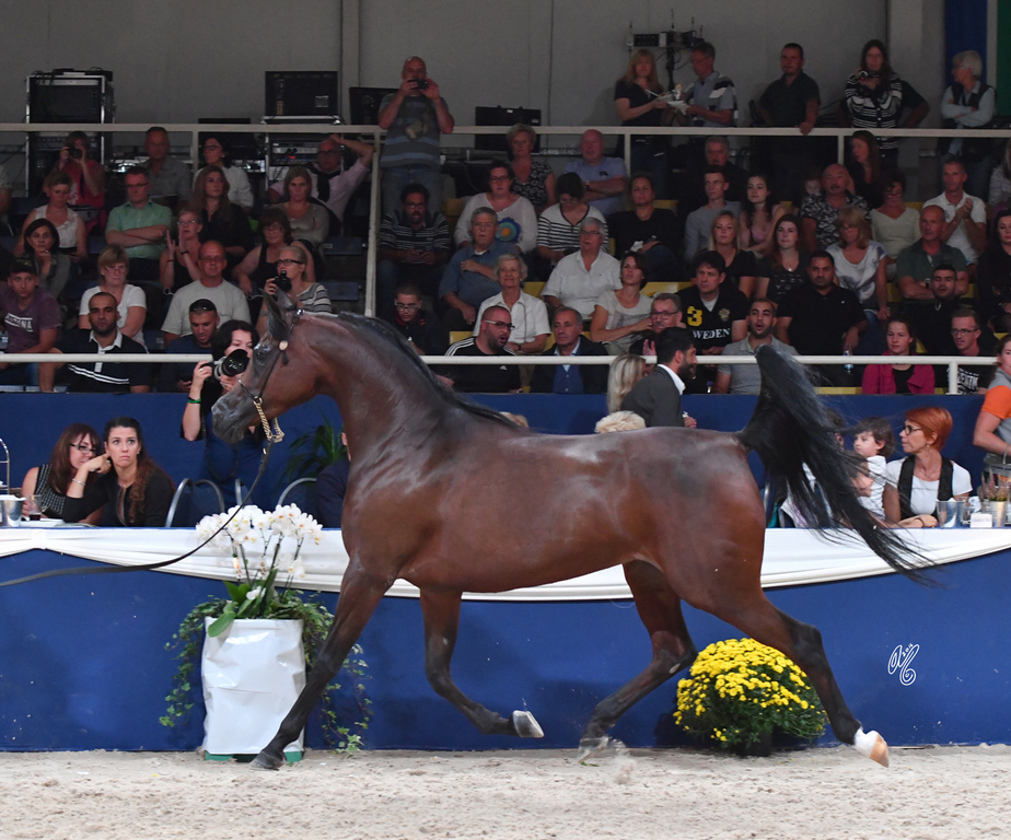 Mares 7-10: Wieza Marc'a 