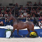 Mares 7-10: Wieza Marc'a 