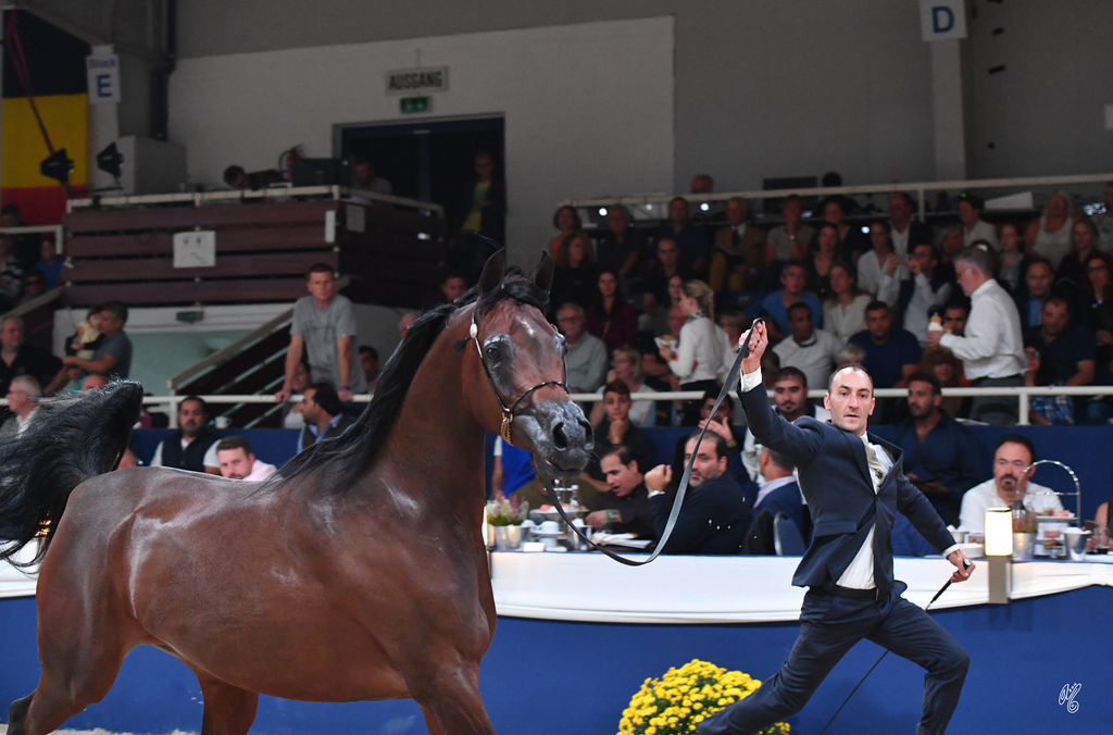 Mares 7-10: Wieza Marc'a 