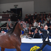 Mares 7-10: Wieza Marc'a 