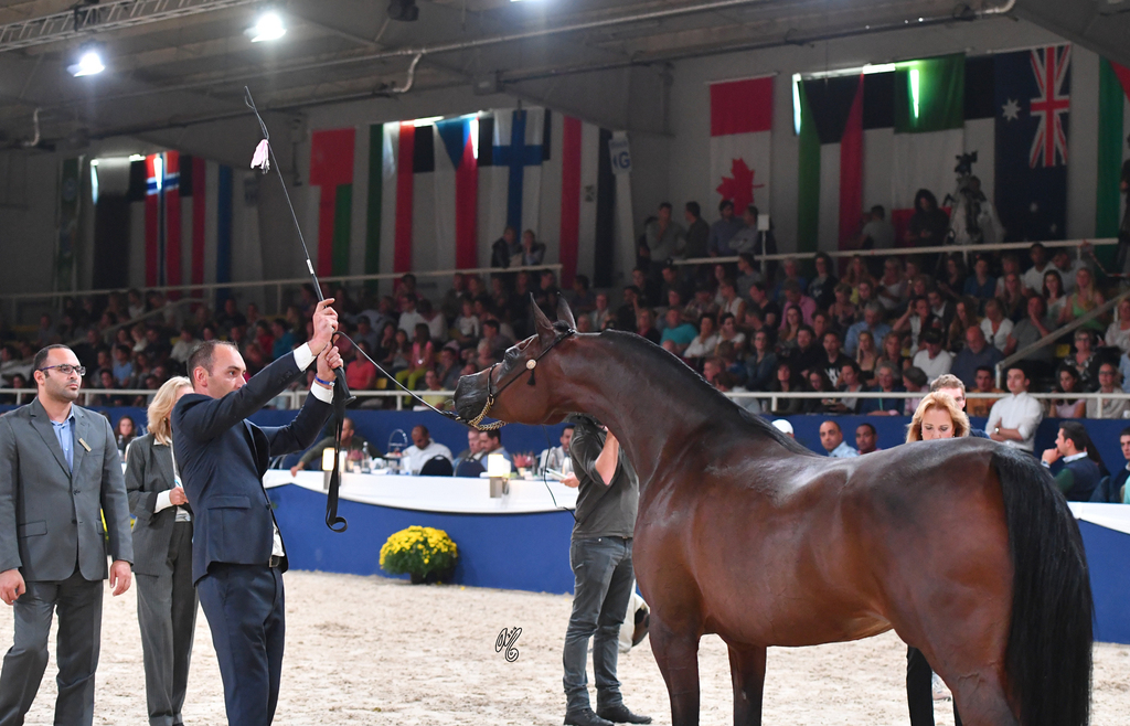 Mares 7-10: Wieza Marc'a 