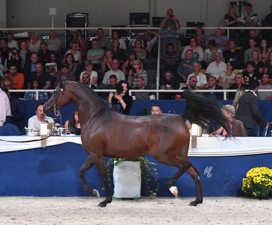 Mares 7-10: Wieza Marc'a 