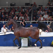 Mares 7-10: Wieza Marc'a 