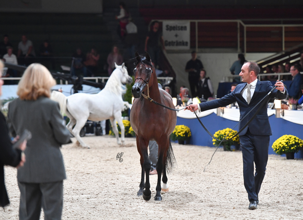 Mares 7-10: Wieza Marc'a 