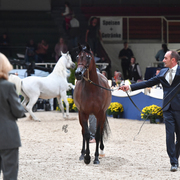 Mares 7-10: Wieza Marc'a 