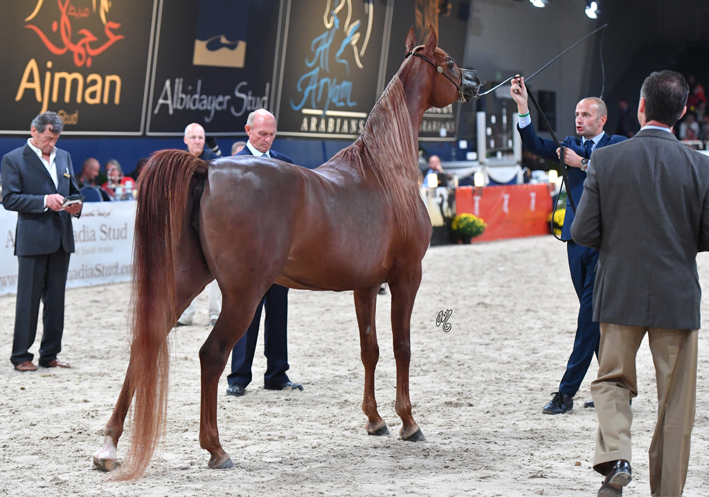 Mares 4-6: Valentino's Angel MI 