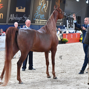 Mares 4-6: Valentino's Angel MI 