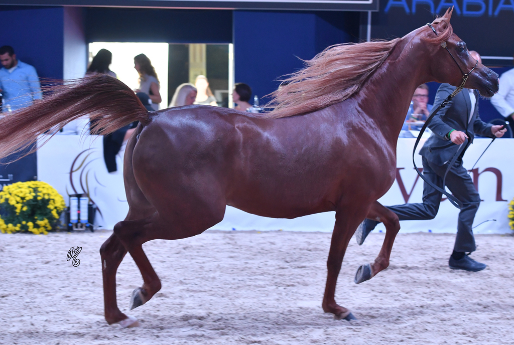 Mares 4-6: Valentino's Angel MI