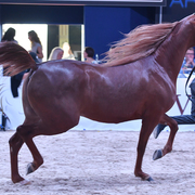 Mares 4-6: Valentino's Angel MI