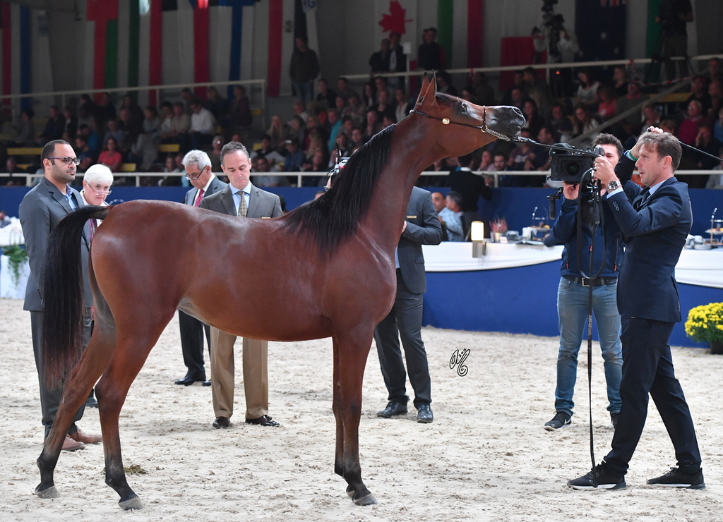 Yearling Filly: Muniat Babel
