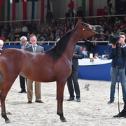 Yearling Filly: Muniat Babel