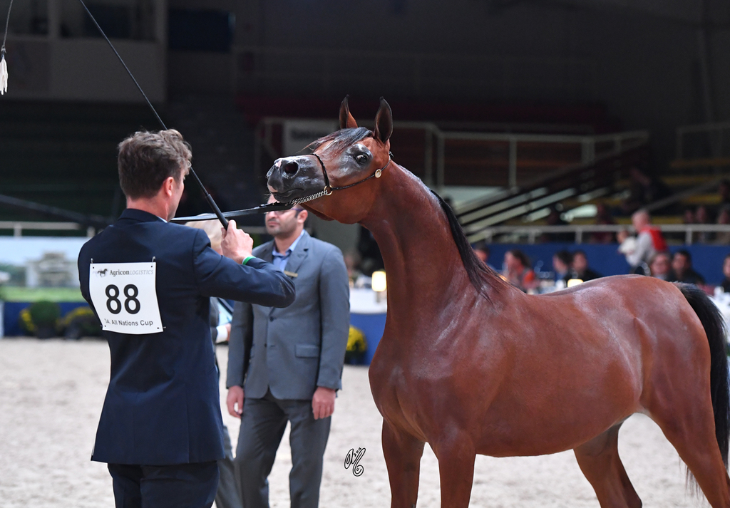 Yearling Filly: Muniat Babel