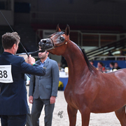Yearling Filly: Muniat Babel
