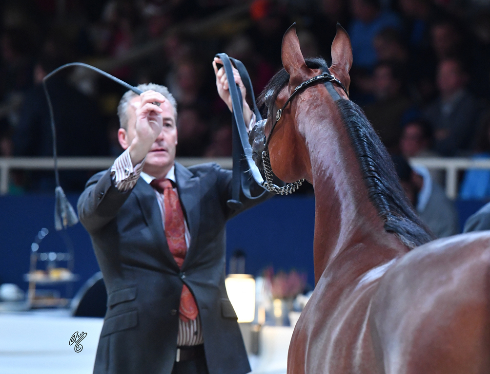 Yearling Filly: Bent El Shahmaan 