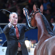 Yearling Filly: Bent El Shahmaan 