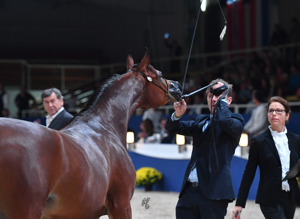 Yearling Filly: Munza Al Khaled