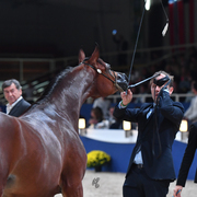 Yearling Filly: Munza Al Khaled