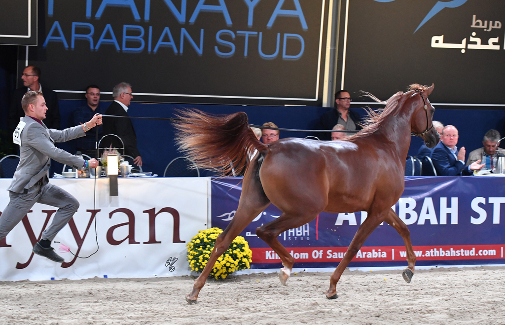 Yearling Filly: Tarfah Athbah 