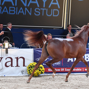 Yearling Filly: Tarfah Athbah 