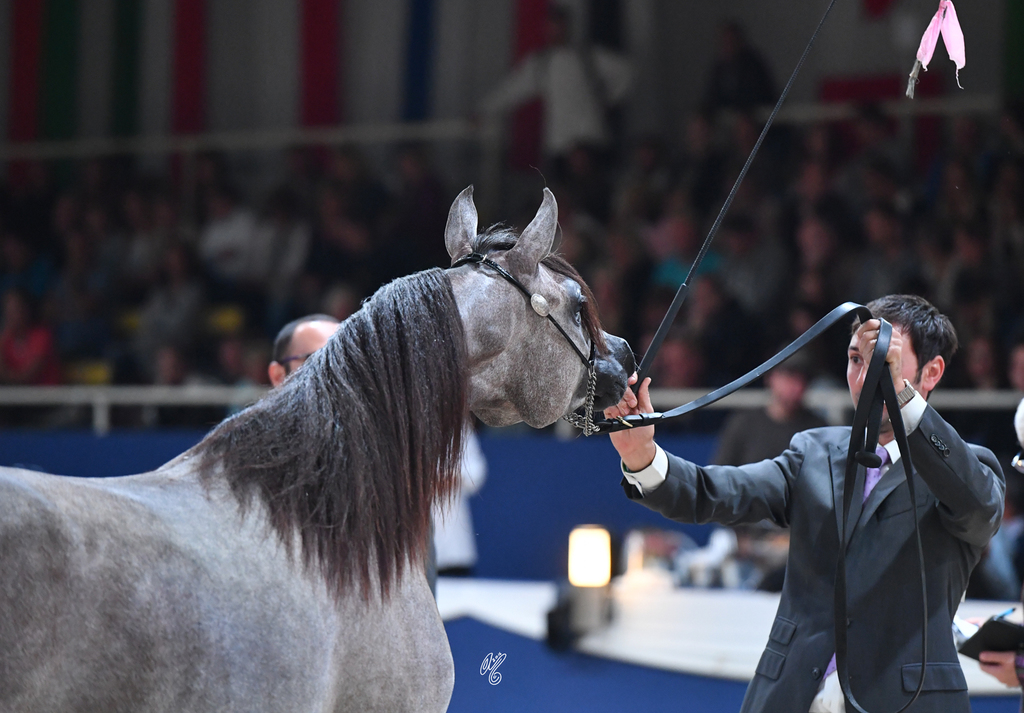 Yearling Filly: Jolien Aljassimya
