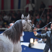 Yearling Filly: Jolien Aljassimya