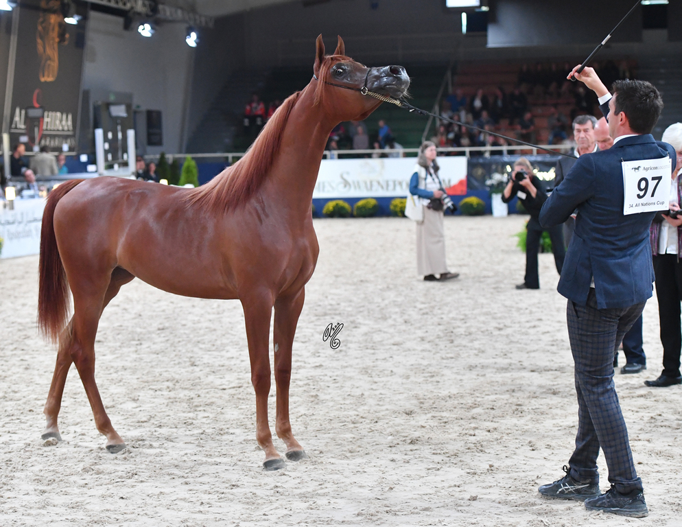 Yearling Filly: D Jawaher 