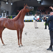 Yearling Filly: D Jawaher 
