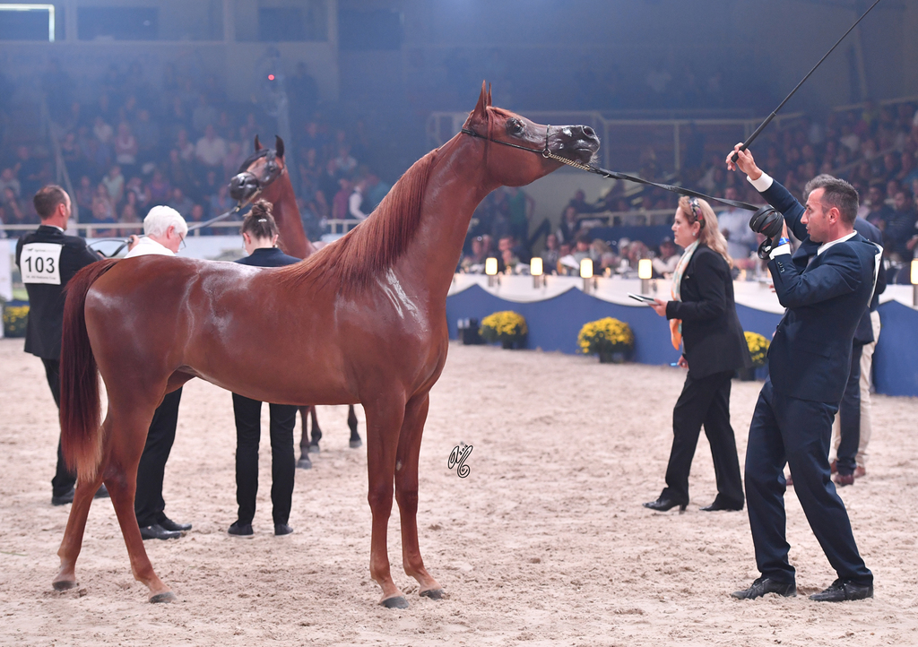 Yearling Filly: D Jawaher 