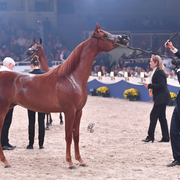 Yearling Filly: D Jawaher 
