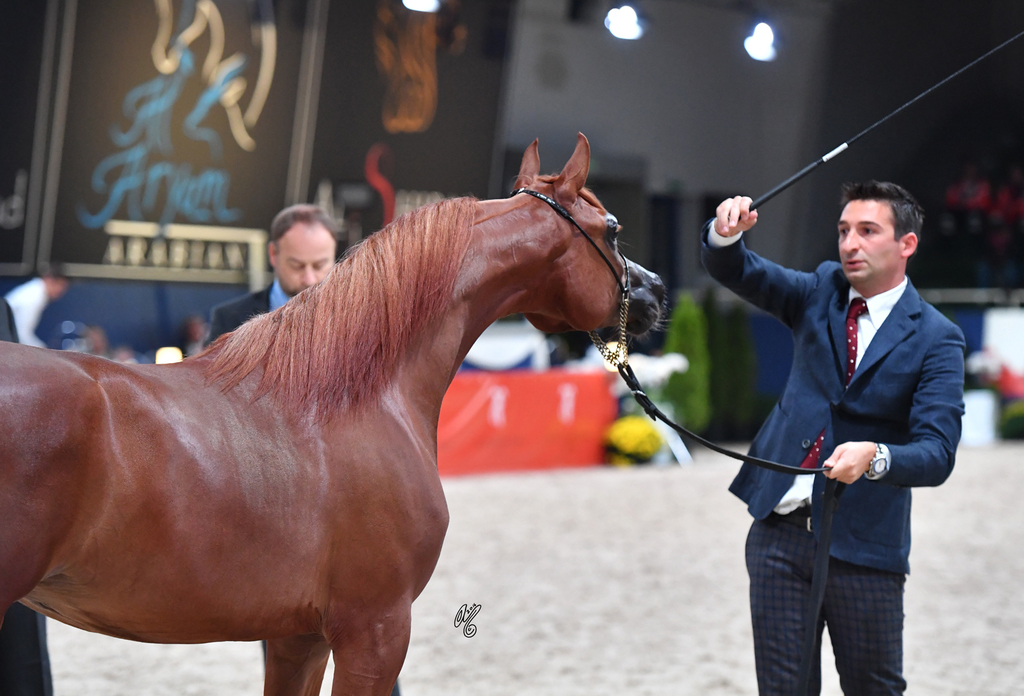 Yearling Filly: D Jawaher 