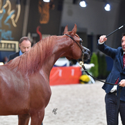 Yearling Filly: D Jawaher 