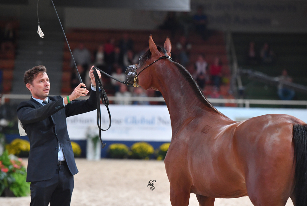 Yearling Filly: Pamina