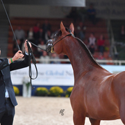 Yearling Filly: Pamina