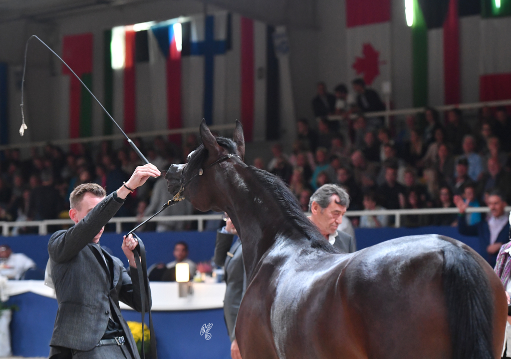 Yearling Filly: Durah Al Hawajer 
