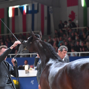 Yearling Filly: Durah Al Hawajer 