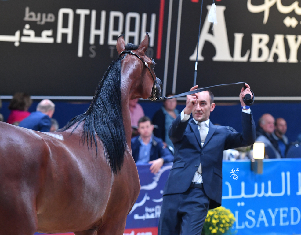 Yearling Filly: Loulou Al Nasser 