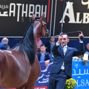 Yearling Filly: Loulou Al Nasser 