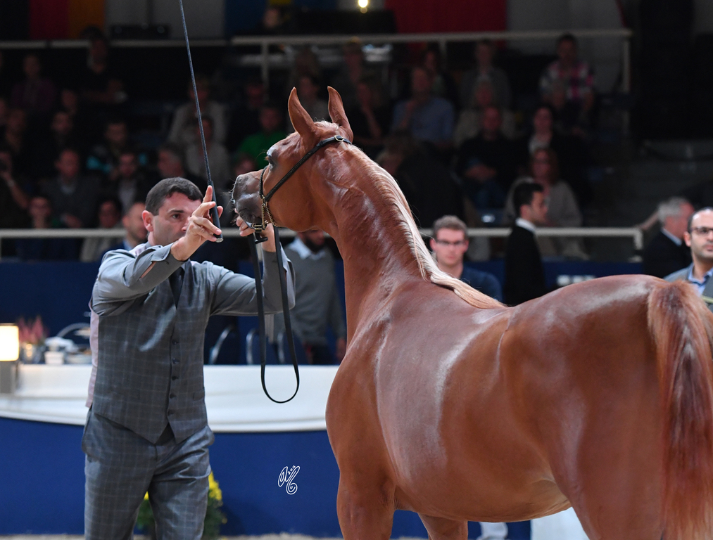 Yearling Filly: AJ Rafiqa 