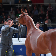 Yearling Filly: AJ Rafiqa 