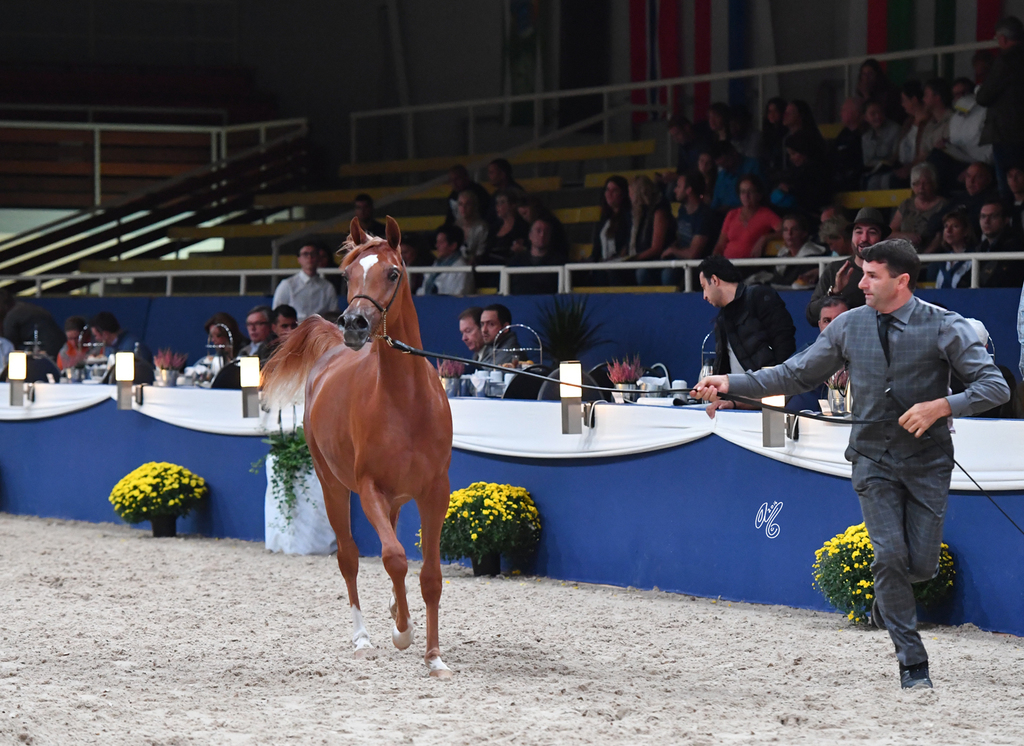 Yearling Filly: AJ Rafiqa 