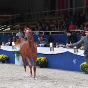 Yearling Filly: AJ Rafiqa 