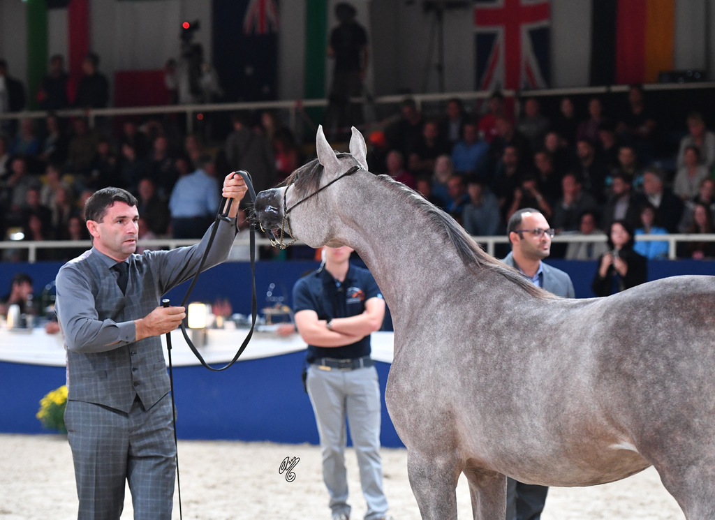 Yearling Filly: DA Alihandra