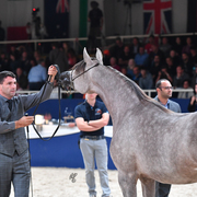 Yearling Filly: DA Alihandra